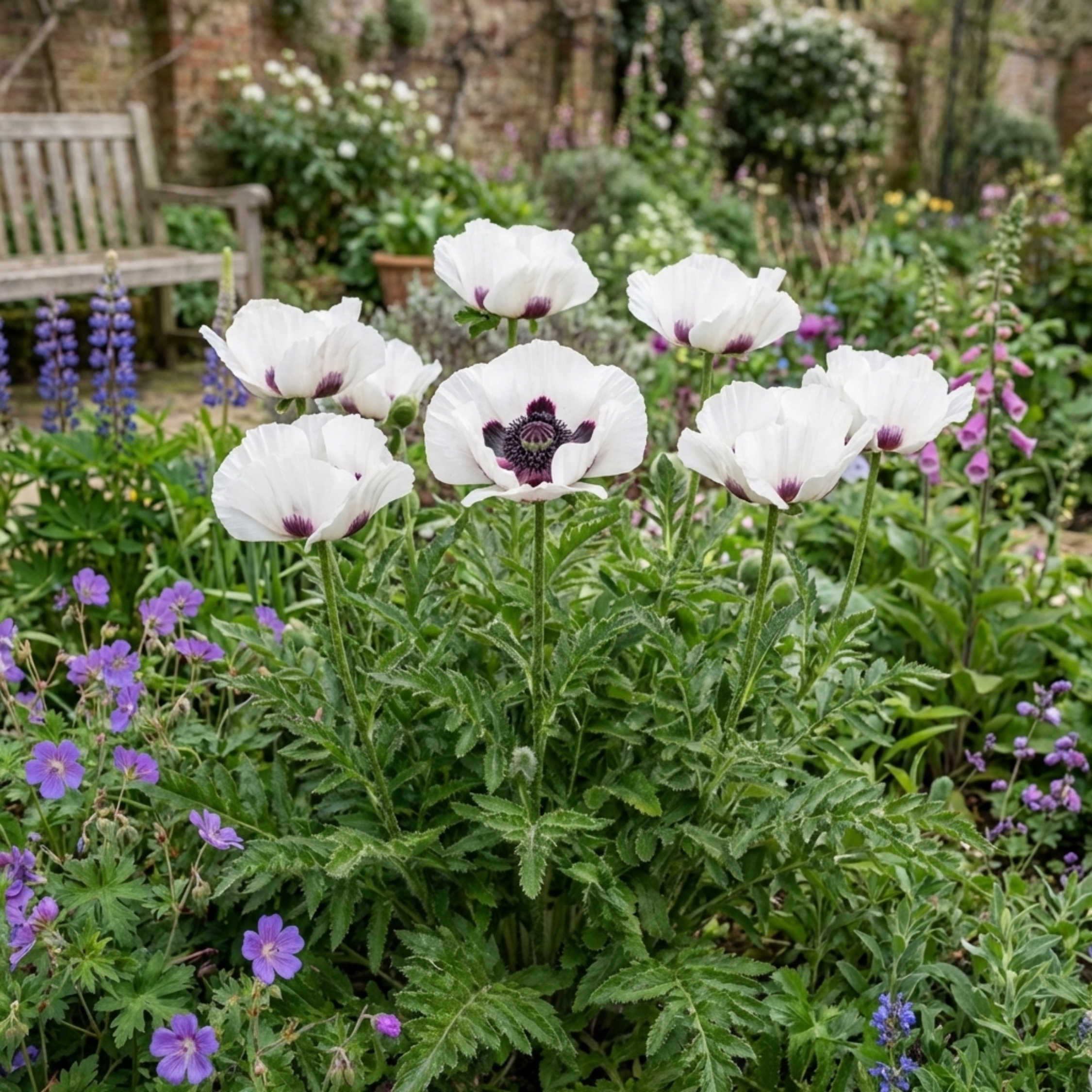 Papaver ‘Orientale Royal Wedding Poppy’ — Hardy Perennial, Bee-Friendly, 1L Pot (Set of 3 or 6)