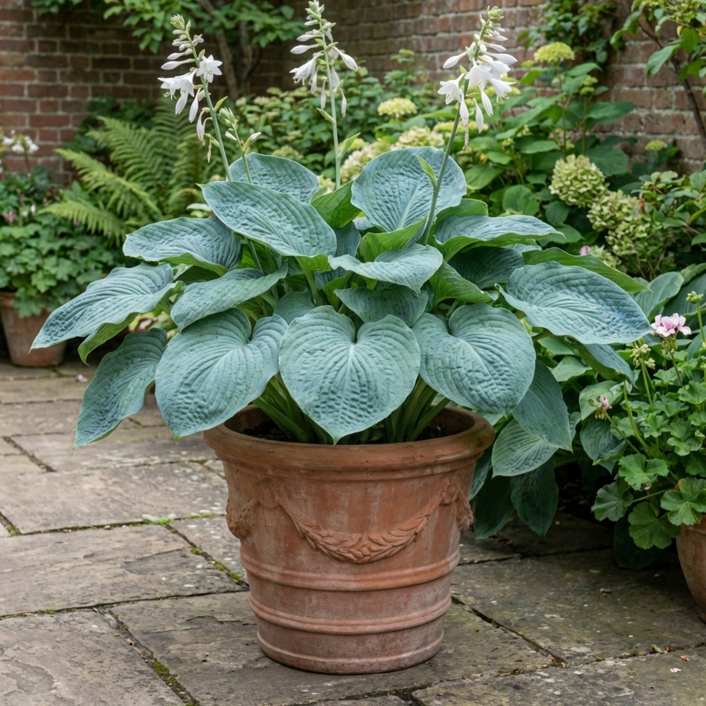 Hosta ‘Blue Mammoth’ — Herbaceous Hardy Perennial, Bee-Friendly, 17cm Pot
