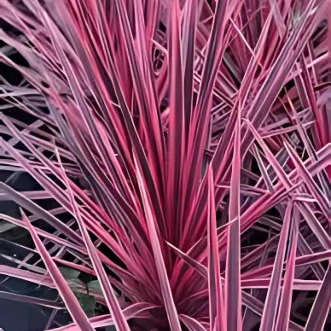 Cordyline ‘Charlie Boy’ — Hardy Perennial, 3L Pot