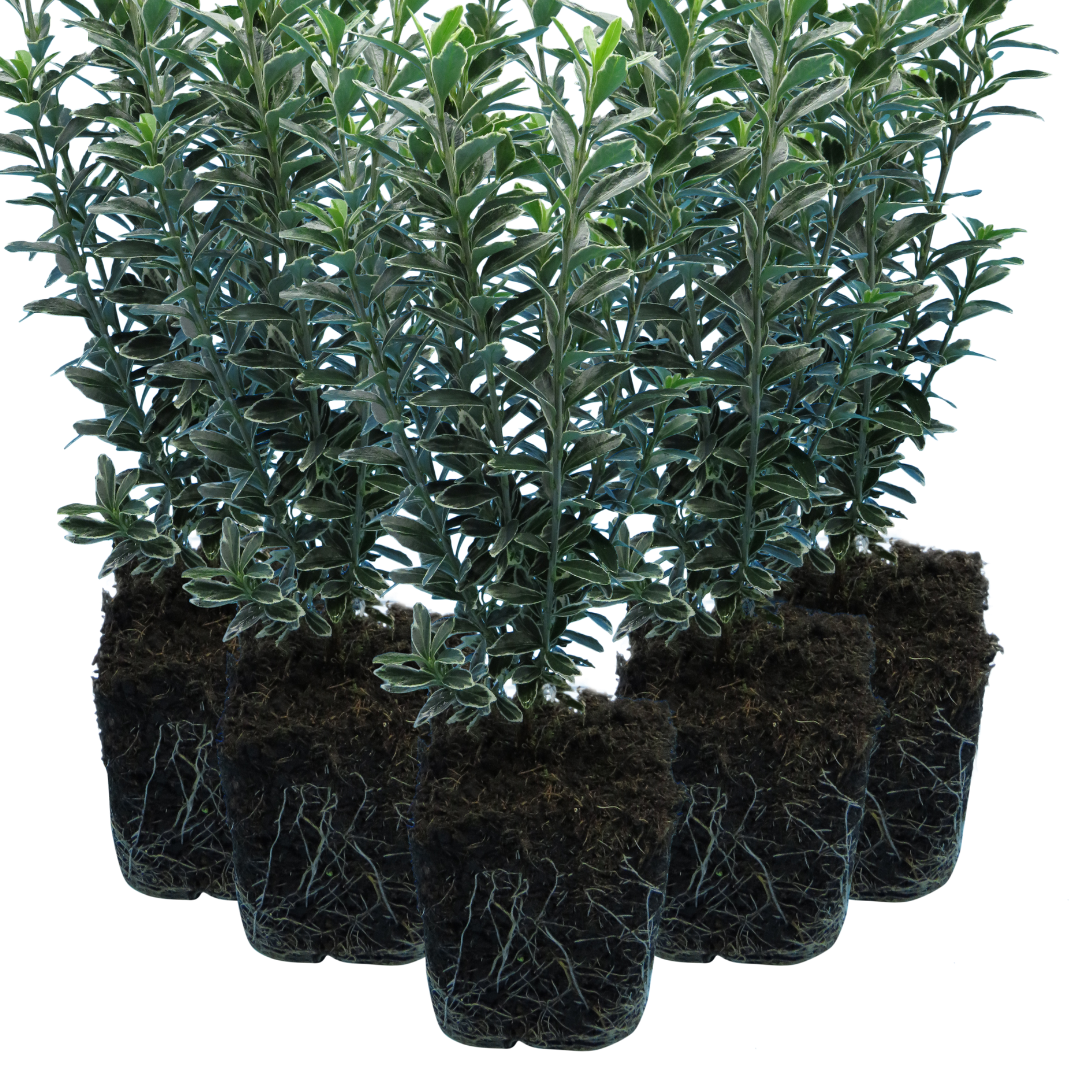 Euonymus 'Microphyllus Albovariegatus' — Hardy Evergreen Shrub, 1L Pot (Set of 3 or 6)