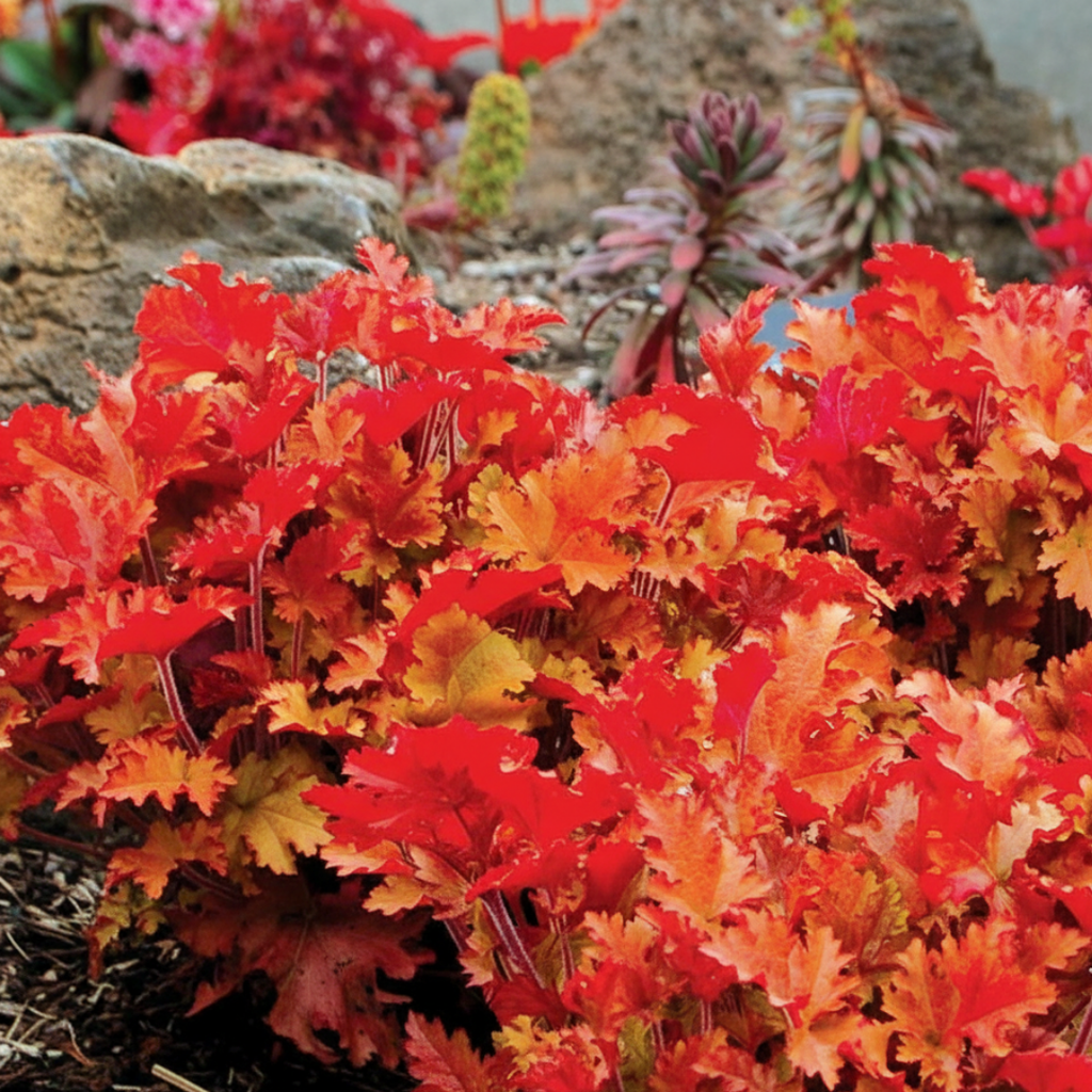 Heuchera ‘Marmalade’ — Hardy Perennial, 2L Pot