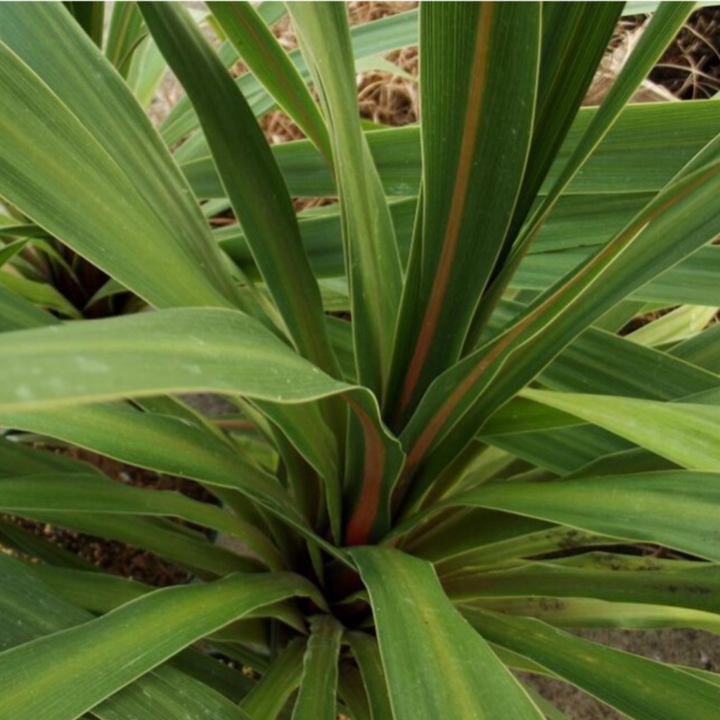 Cordyline ‘Peko’ — Hardy Perennial, 3L Pot