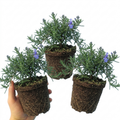 Salvia ‘Blue Rain’ — Hardy Evergreen Shrub / Herb, Bee-Friendly, 1L Pot (Set of 3 or 6)