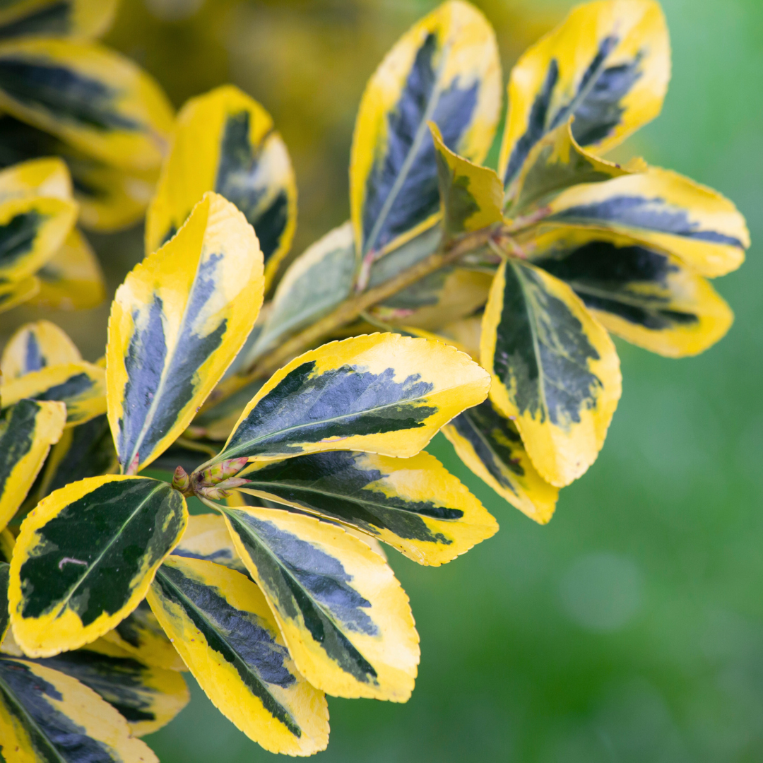 Euonymus ‘Microphyllus Aureomarginatus’ — Hardy Shrub, 2L Pot
