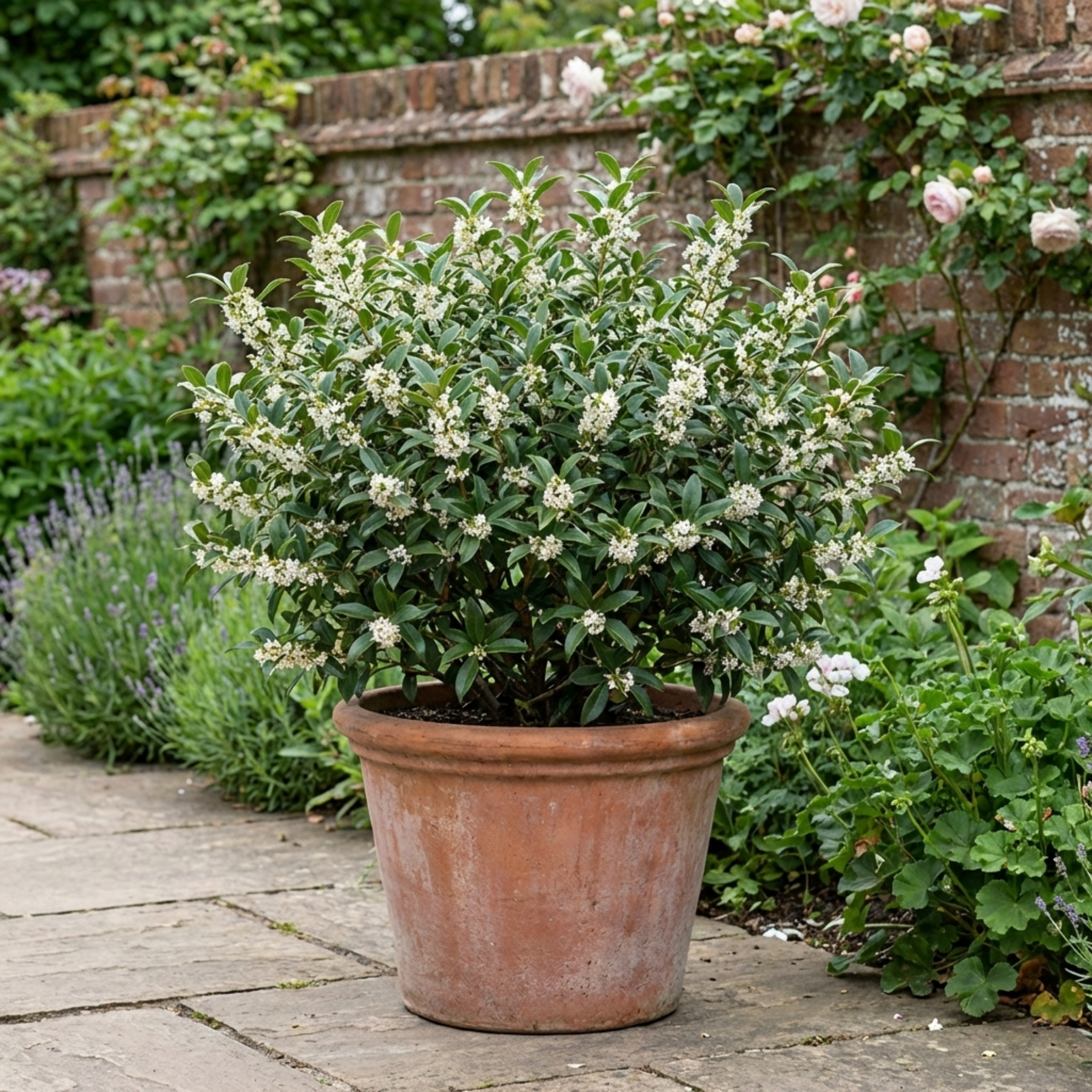Osmanthus ‘Burkwoodii’ — Evergreen Shrub, Bee-Friendly, 3L Pot