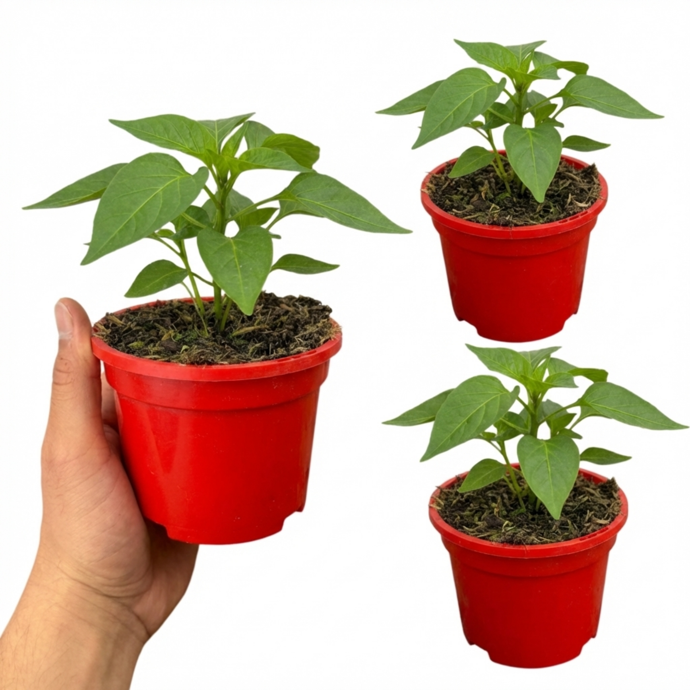 Sweet ‘Pepper Snack Orange’ — Tender Annual Vegetable, 10.5cm Pot (Set of 3 or 6)