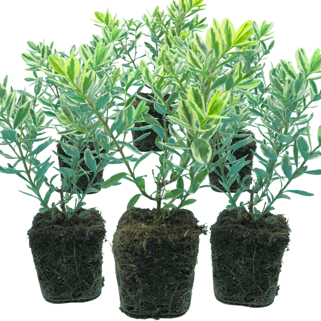 Hebe ‘Variegata’ — Evergreen Shrub, Bee-Friendly, 1L Pot (Set of 3 or 6)