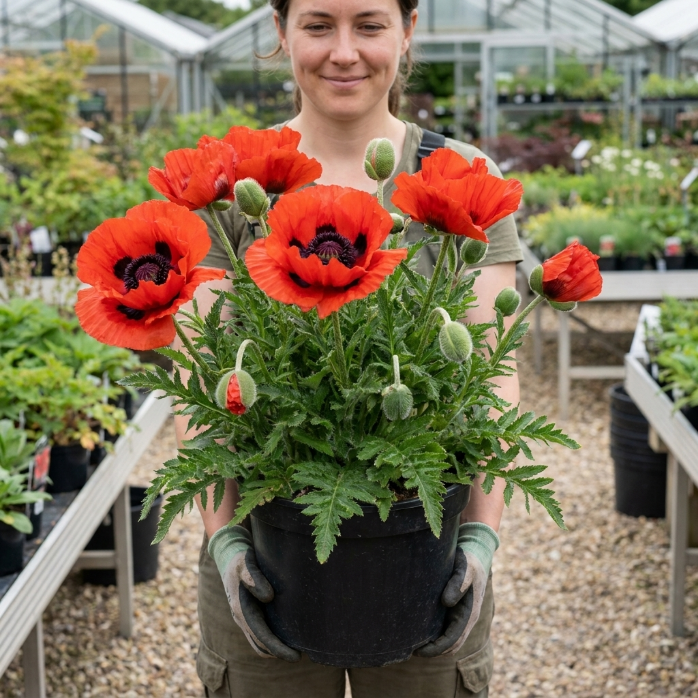 Papaver ‘Red Rumble’ — Hardy Perennial, Bee-Friendly, 3L Pot