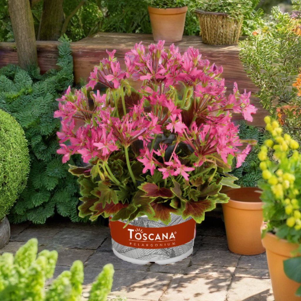 Pelargonium ‘Lotusland’ — Tender Perennial (grown as bedding), Bee-Friendly, 1L Pot (Set of 3 or 6)