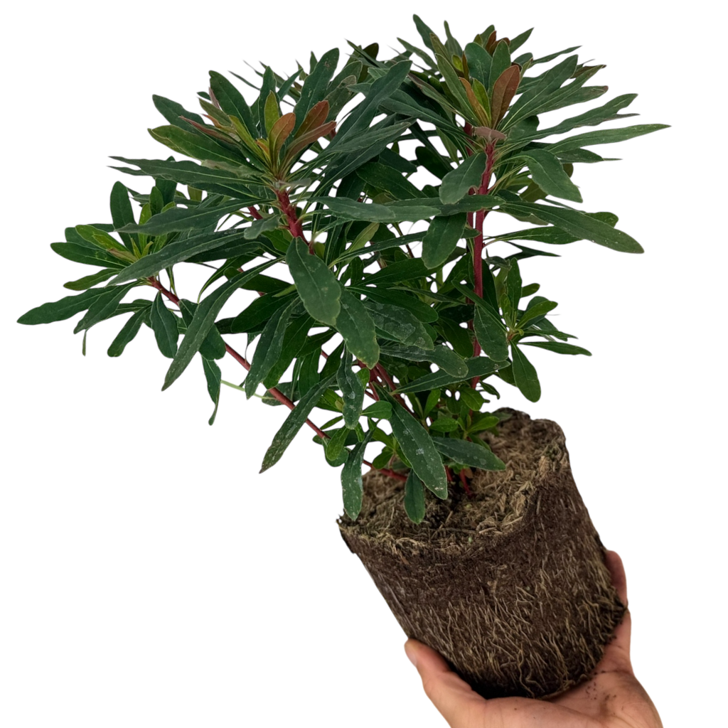Euphorbia ‘Purpurea’ — Hardy Perennial, 2L Pot