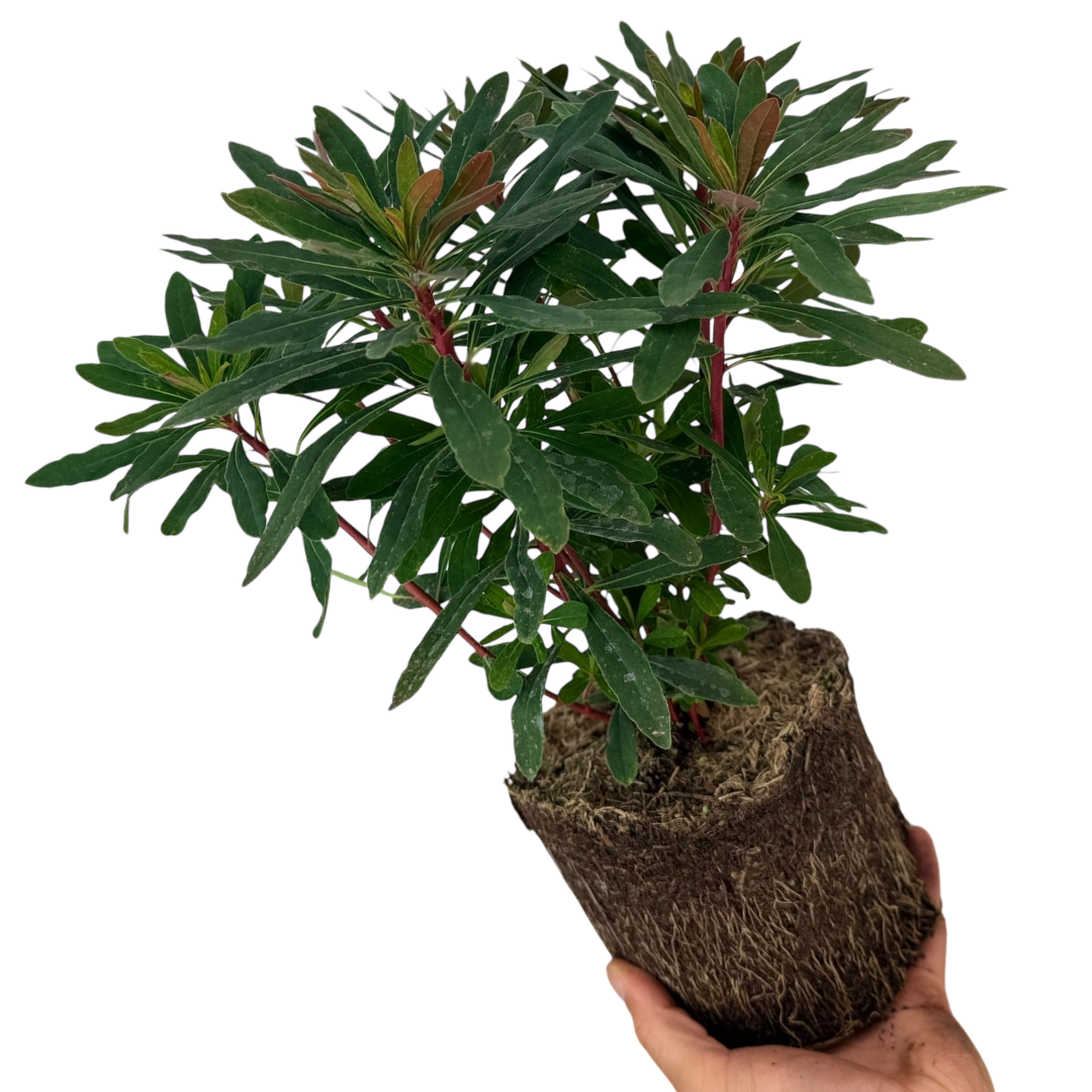 Euphorbia ‘Purpurea’ — Hardy Perennial, 2L Pot