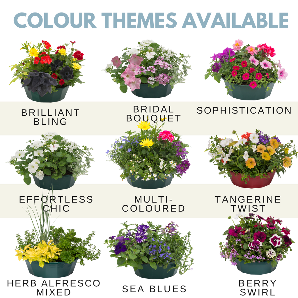 Effortless Chic Speedplanter — Pre-Planted Mixed Annual Display, 7-Plant Set