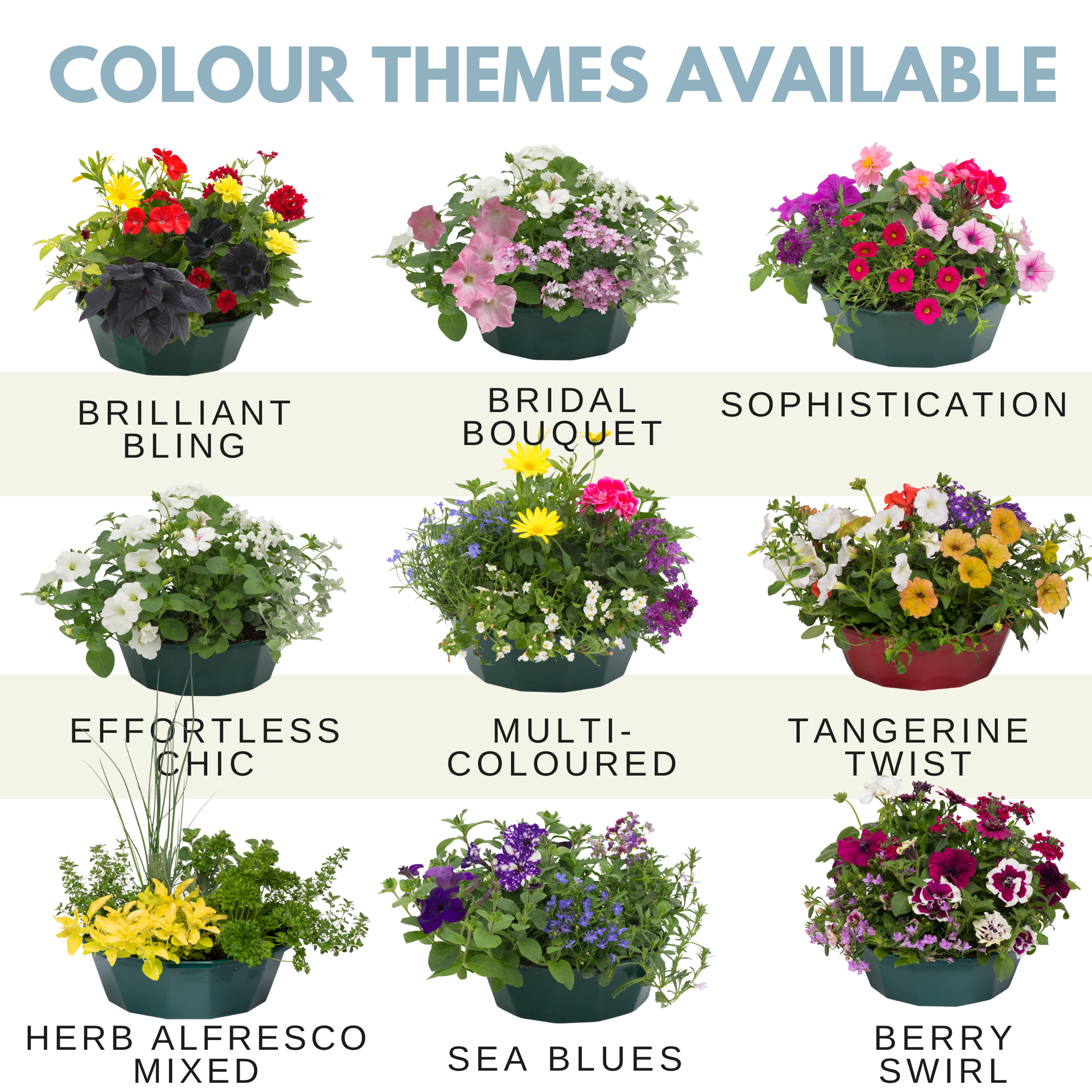 Effortless Chic Speedplanter — Pre-Planted Mixed Annual Display, 7-Plant Set