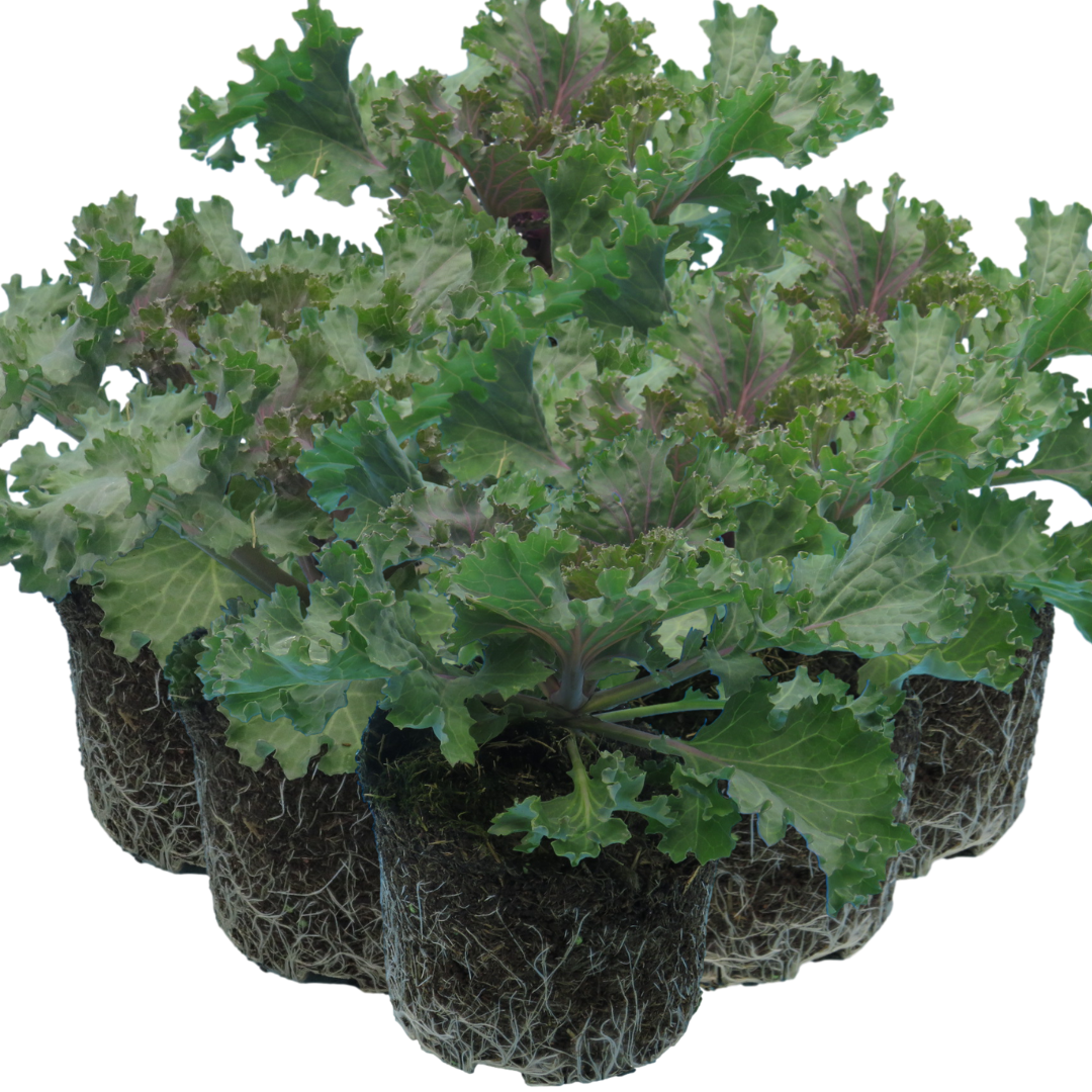 Ornamental ‘Cabbage Rose’ — Hardy Perennial, 1L Pot