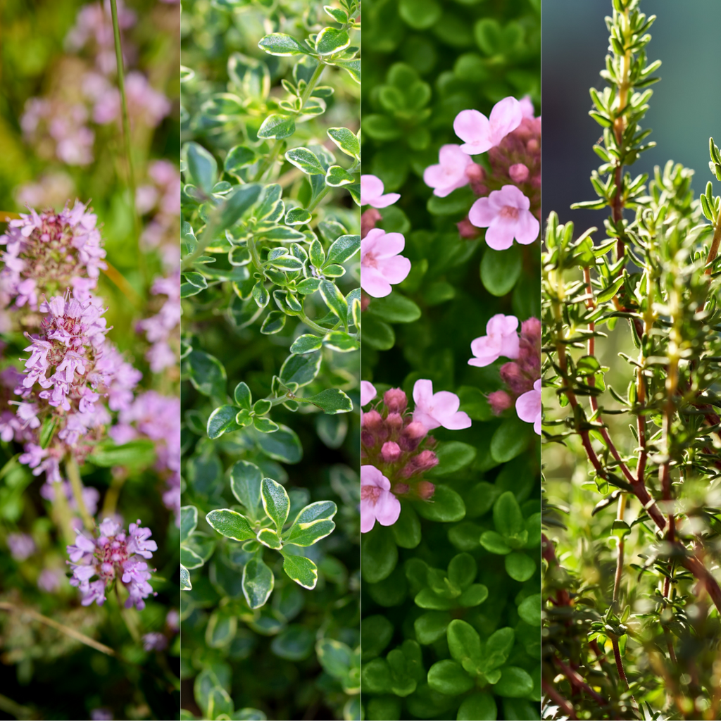 Thyme ‘Growers Choice Mix’ — Edible Plant, 1L Pot