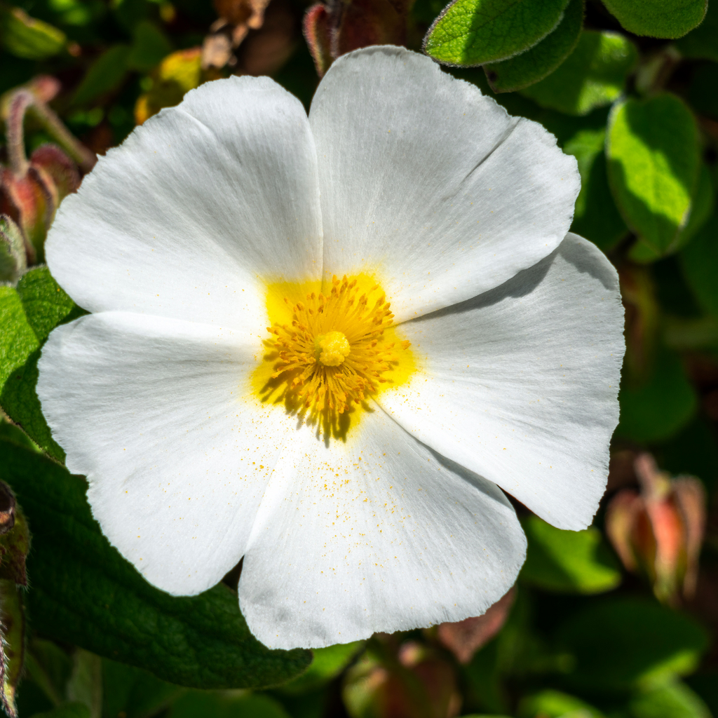 Cistus ‘Corbariensis’ — Hardy Perennial, Bee-Friendly, 2L Pot
