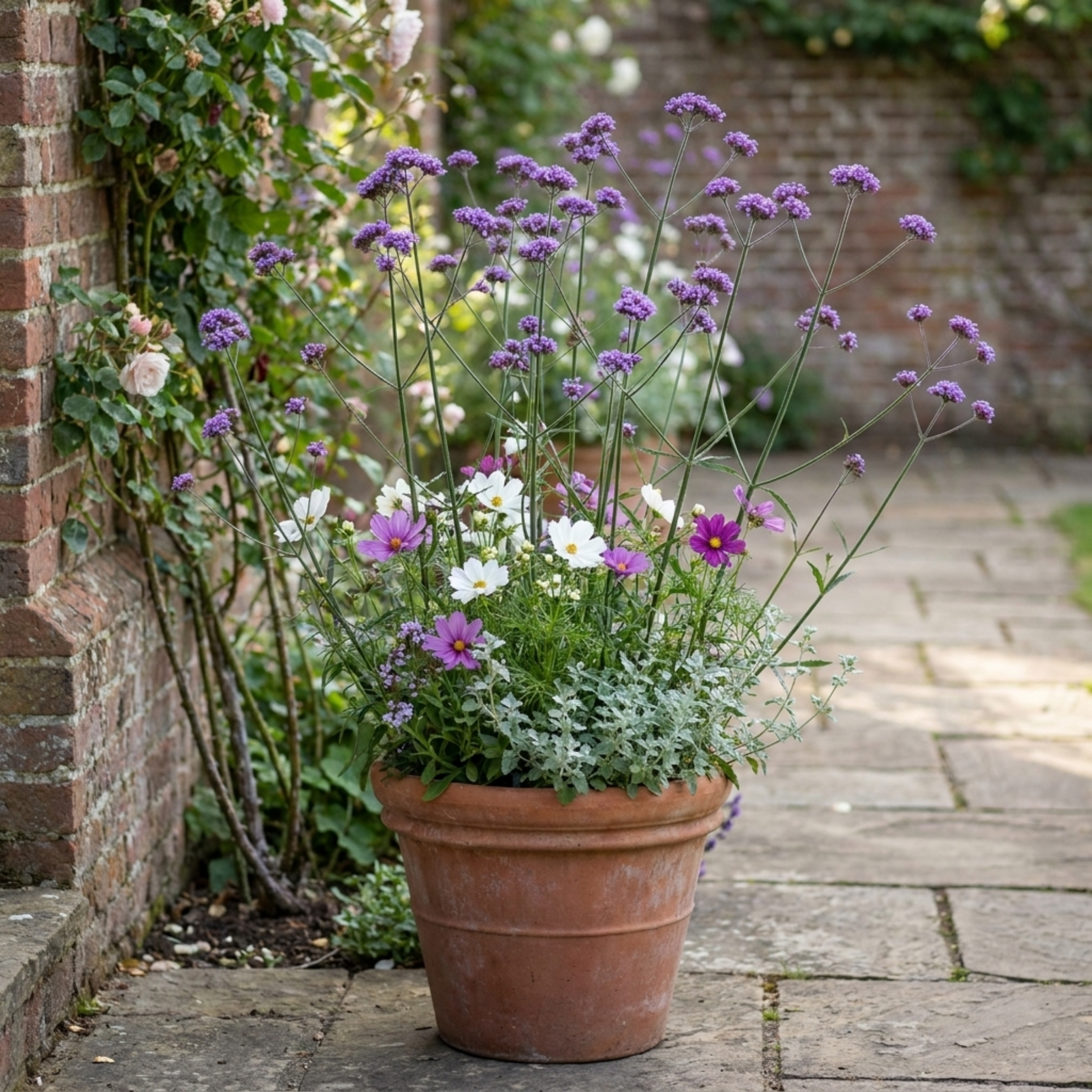 Verbena ‘Bonariensis’ — Hardy Perennial, Bee-Friendly, 1L Pot (Set of 3 or 6)