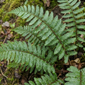 Polystichum braunii — Braun's Holly Fern, Hardy Evergreen, 1L Pot (Set of 6)