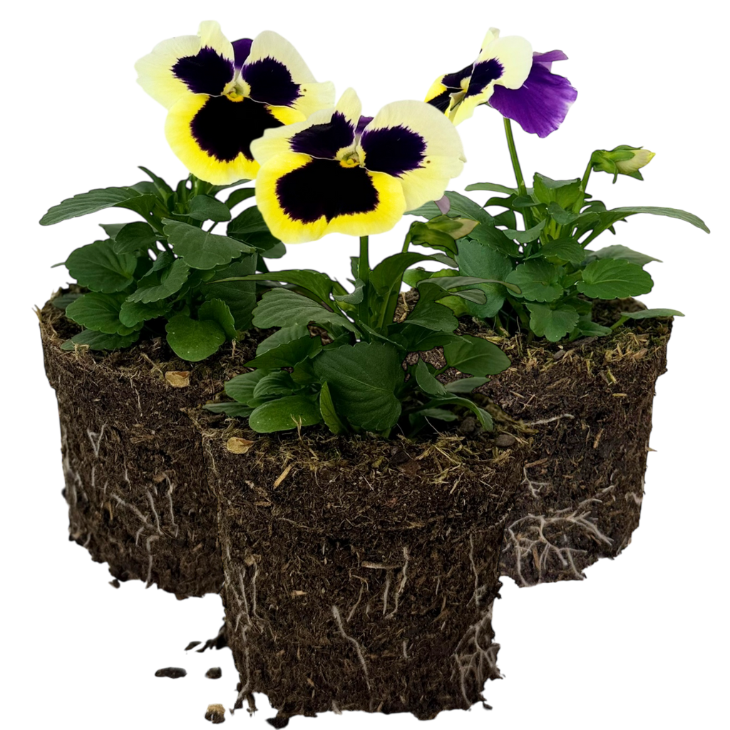 Pansy 'Delta Pro Violet and White' — Hardy Bedding, 10.5cm Pot (Set of 3 or 6)