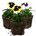 Pansy 'Delta Pro Violet and White' — Hardy Bedding, 10.5cm Pot (Set of 3 or 6)