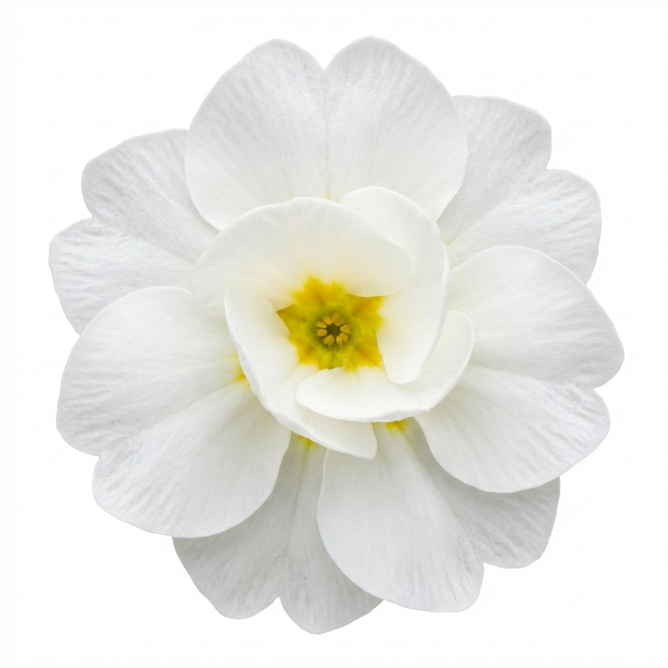 Primula ‘Queen White’ — Hardy Perennial, Bee-Friendly, 1L Pot (Set of 3 or 6)