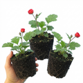 Geum ‘Mrs Bradshaw’ — Hardy Perennial, Bee-Friendly, 1L Pot (Set of 3 or 6)
