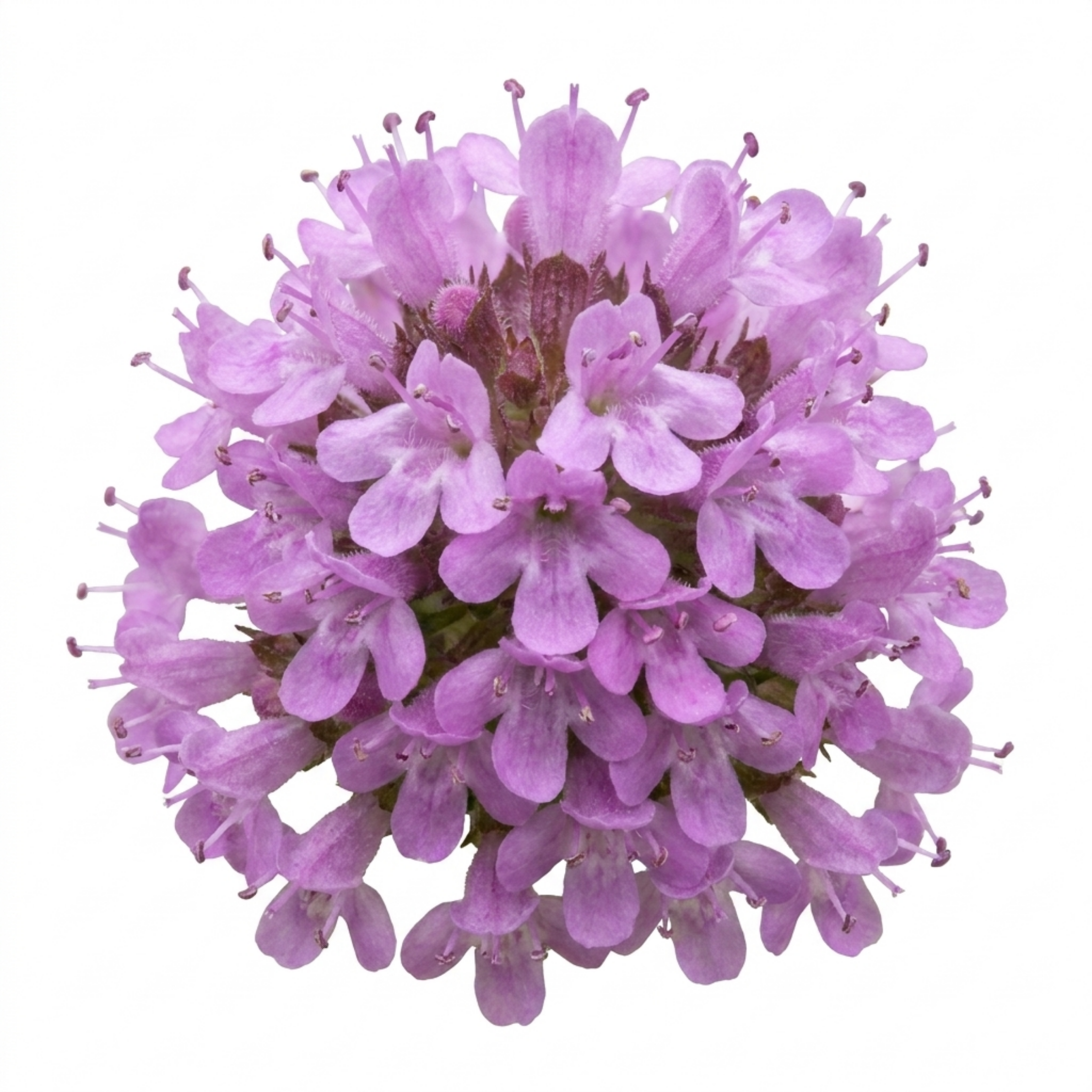 Thymus ‘Precompa Thyme’ — Hardy Evergreen Perennial Herb, Bee-Friendly, 1L Pot (Set of 3 or 6)