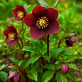 Hellebore ‘Star of Passion’ — Hardy Perennial, Bee-Friendly, 2L Pot