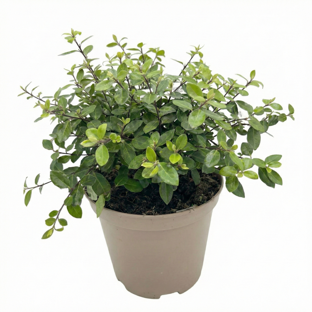 Pittosporum ‘Pom Pom’ — Evergreen Shrub, 3L Pot