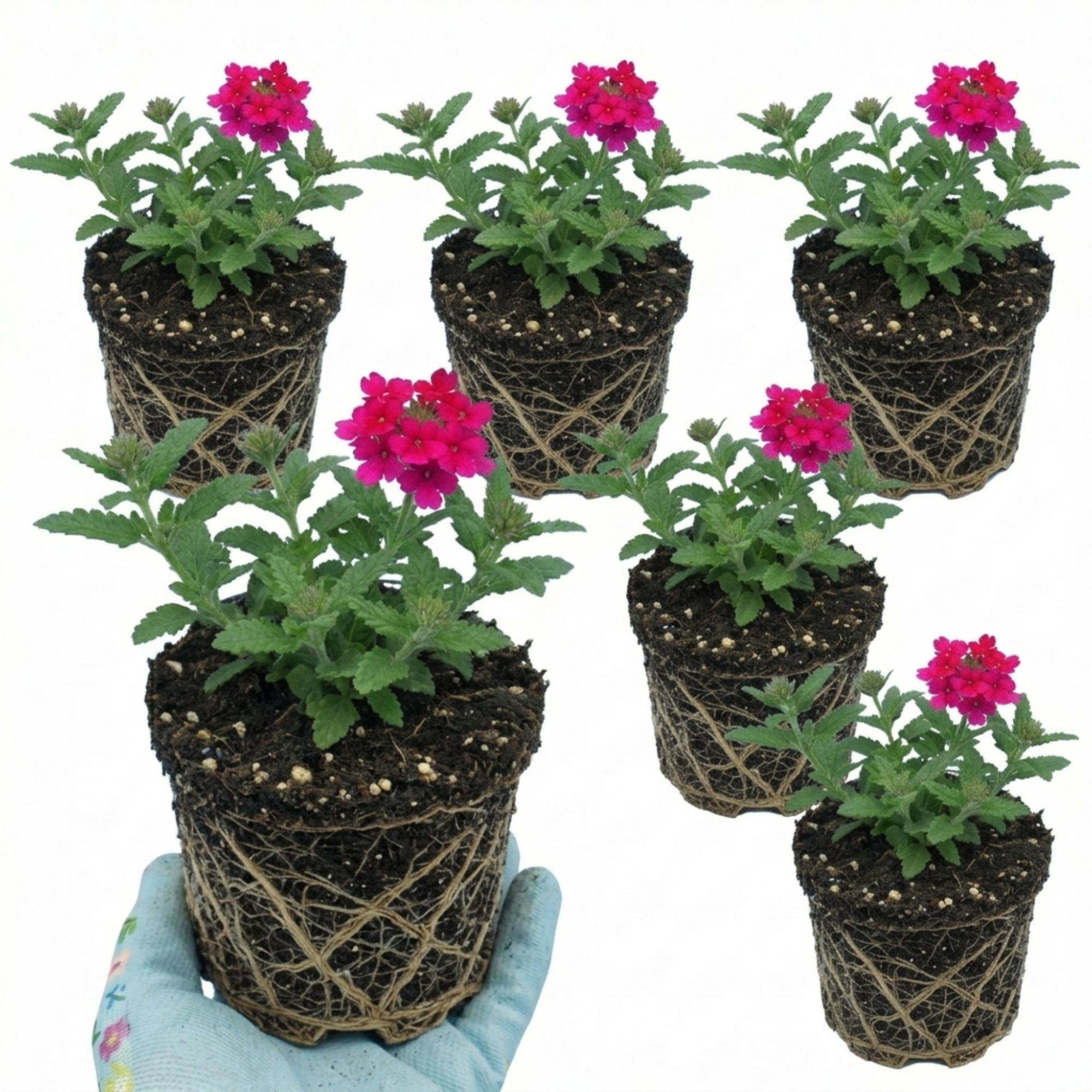 Verbena ‘Magelana Hot Rose’ — Half-hardy Annual (grown As Seasonal Bedding), Bee-Friendly, 10.5cm Pot (Set of 3 or 6)