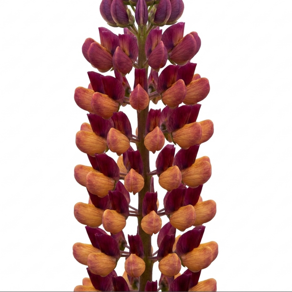 Lupin ‘Masterpiece’ — Hardy Perennial, Bee-Friendly, 3L Pot