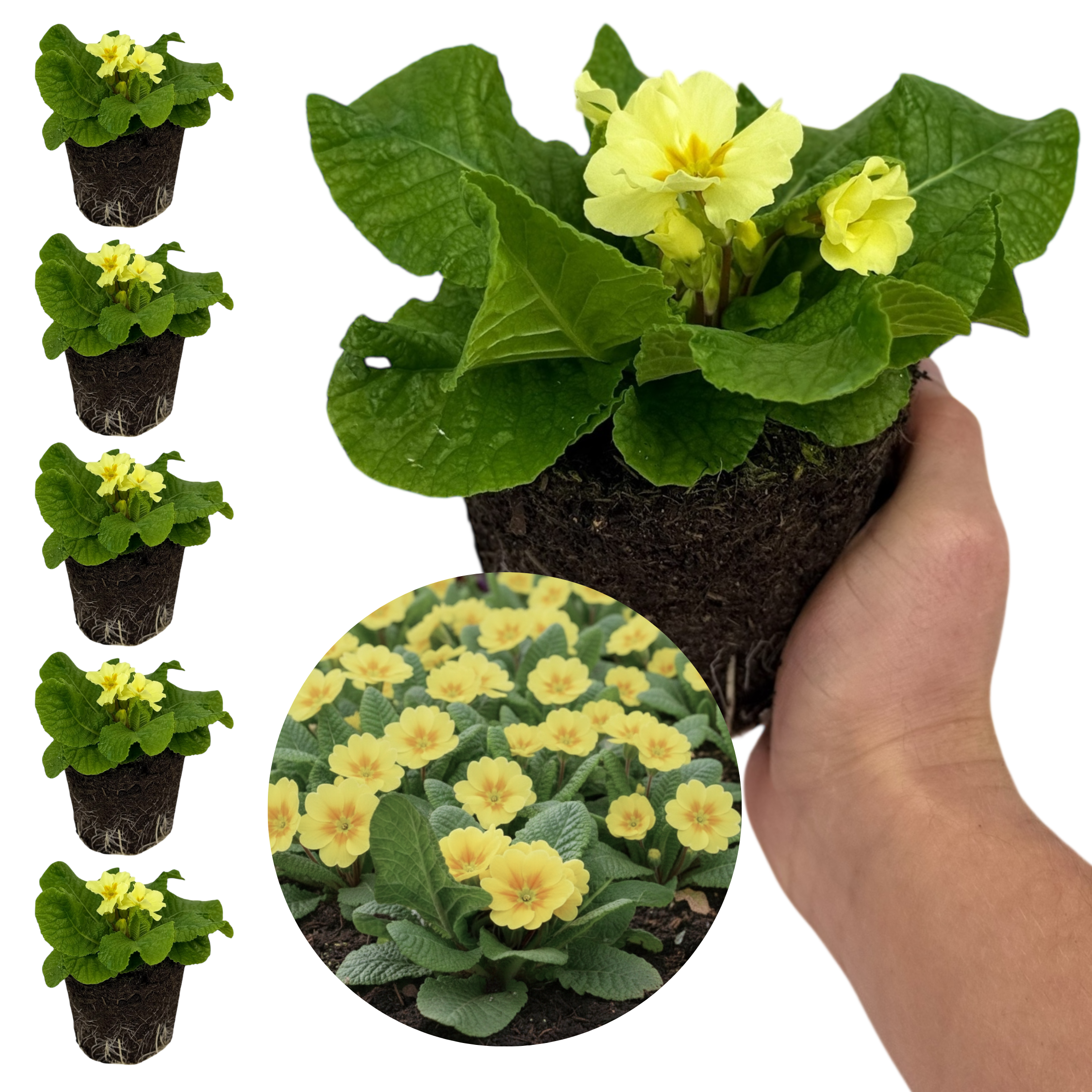 Primrose ‘Sweet’ — Hardy Perennial, Bee-Friendly, 1L Pot (Set of 3 or 6)