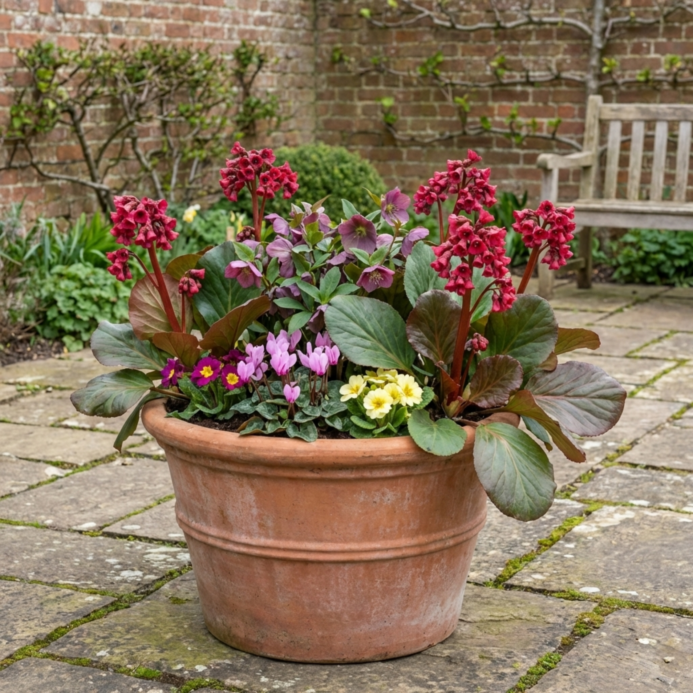 Bergenia ‘Rotblum’ — Hardy Evergreen Perennial, Bee-Friendly, 1L Pot (Set of 3 or 6)