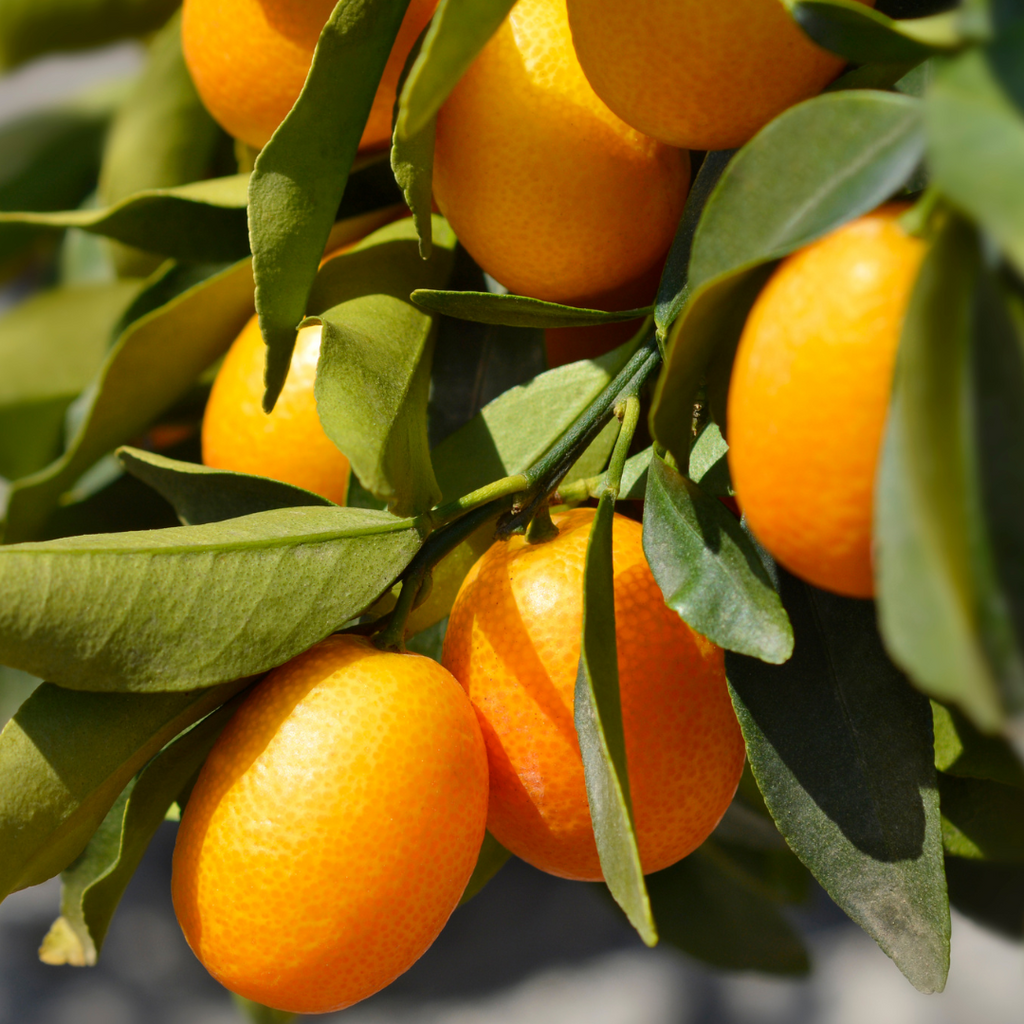 Mini Kumquat Tree (Citrus japonica) — Tender Evergreen Fruit Tree, 15cm Pot