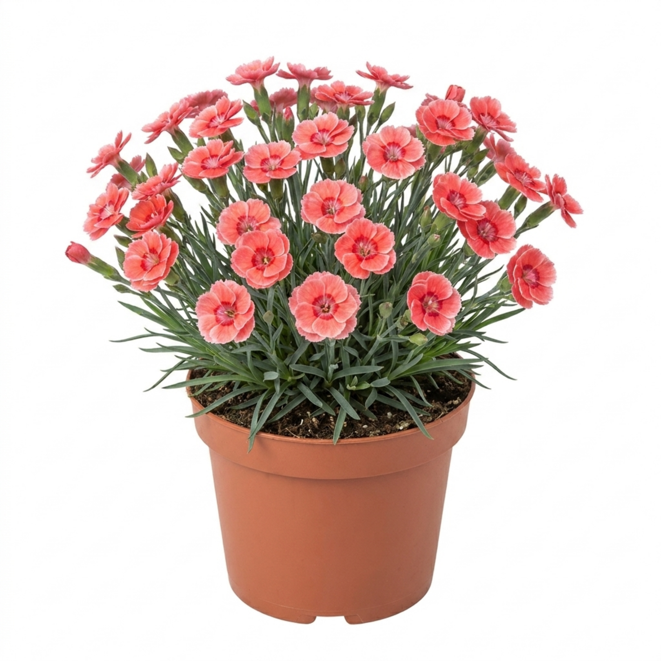 Dianthus ‘Sugar Coral’ — Hardy Perennial, Bee-Friendly, 17cm Pot