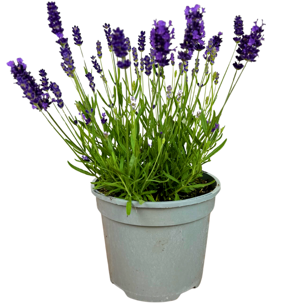 Lavandula ‘Hidcote Dark Blue’ — Evergreen Aromatic Sub-Shrub, Bee-Friendly, 2L Pot