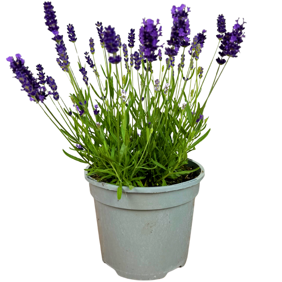 Lavandula ‘Hidcote Dark Blue’ — Evergreen Aromatic Sub-Shrub, Bee-Friendly, 2L Pot