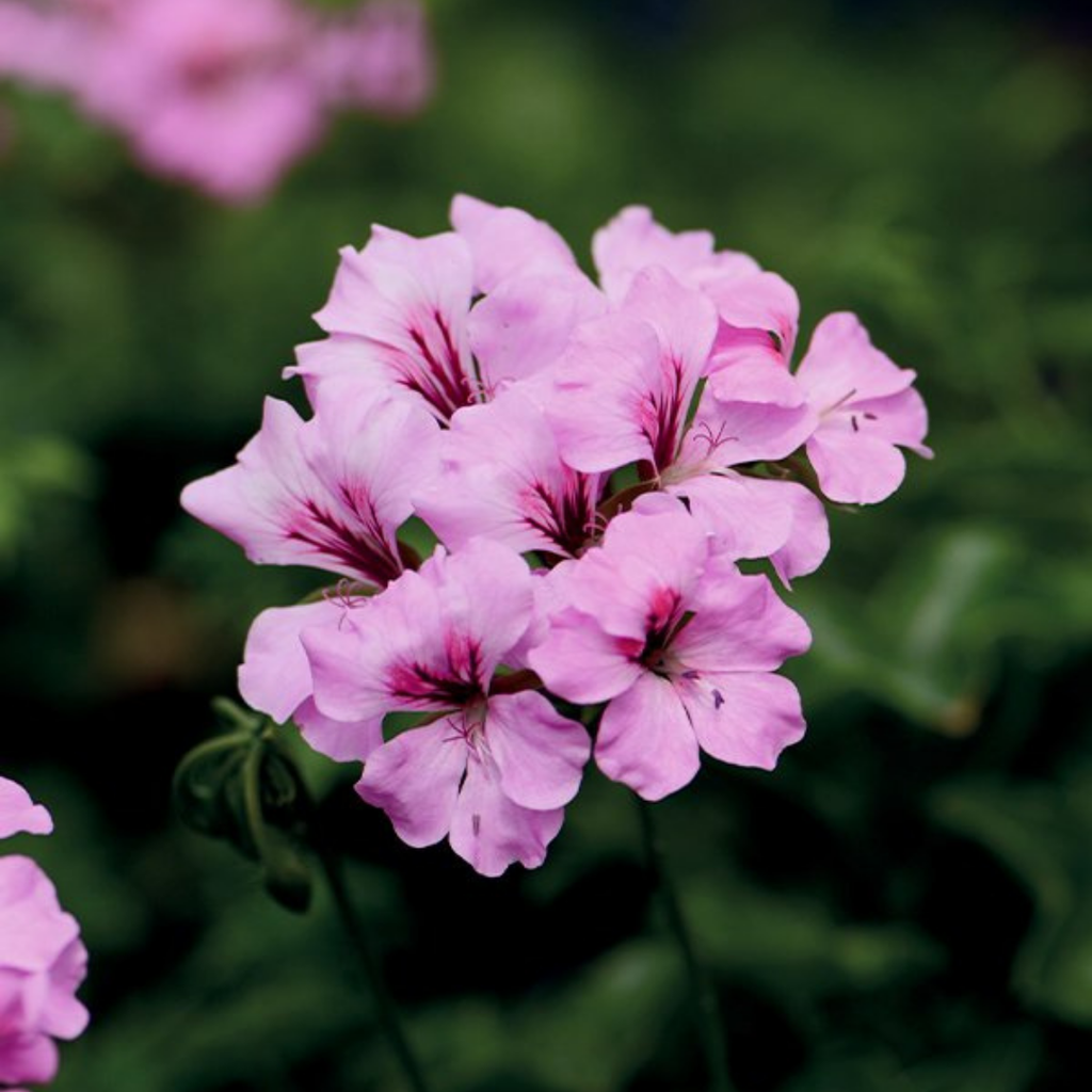 Geranium ‘Tornado Pink’ — Hardy Perennial, 10.5cm Pot (Set of 3 or 6)