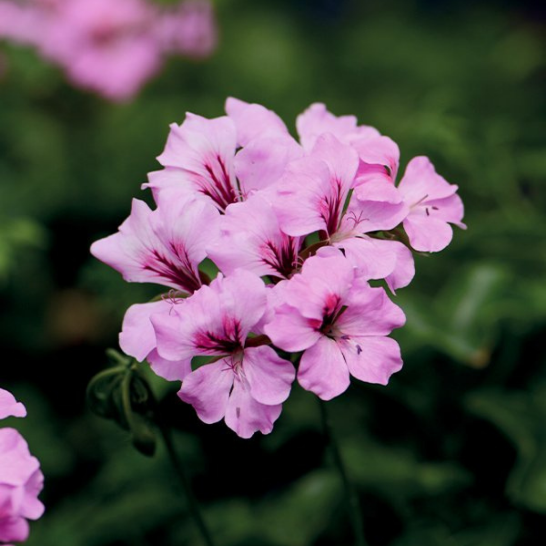 Geranium ‘Tornado Pink’ — Hardy Perennial, 10.5cm Pot (Set of 3 or 6)