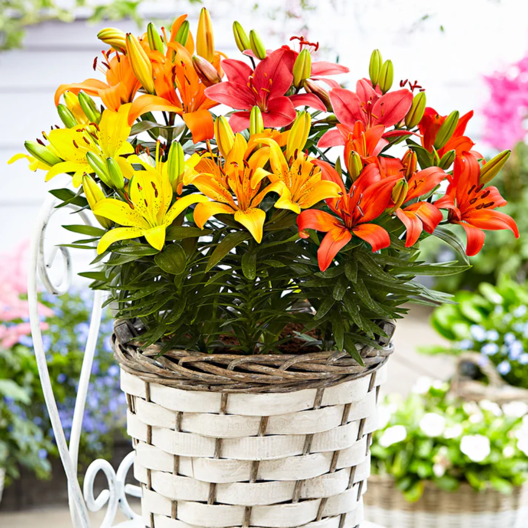 Lilium ‘Orange’ — Hardy Bulb, Bee-Friendly, 13cm Pot (Set of 3 or 6)
