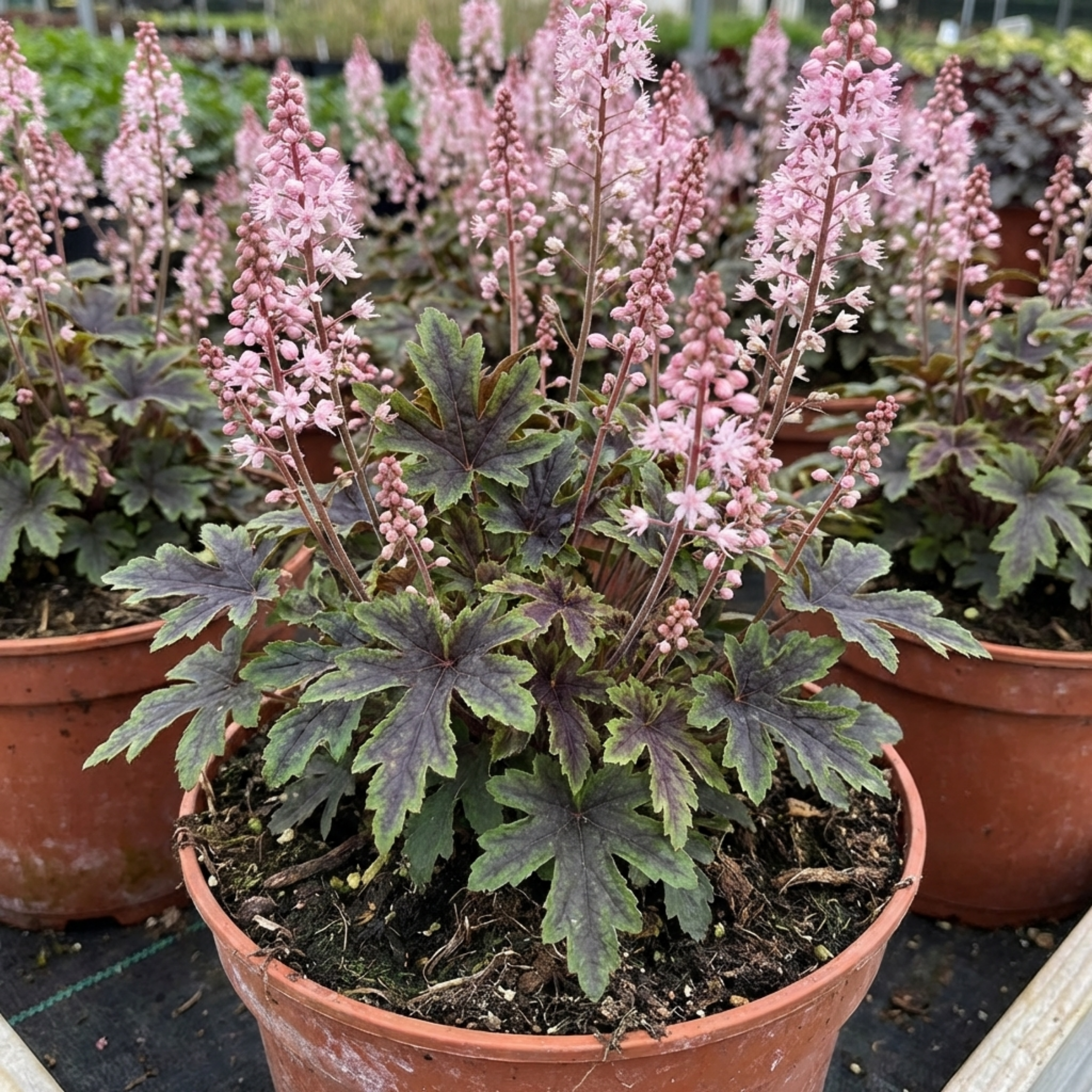 Tiarella ‘Pink Skyrocket’ — Hardy Perennial, Bee-Friendly, 2L Pot