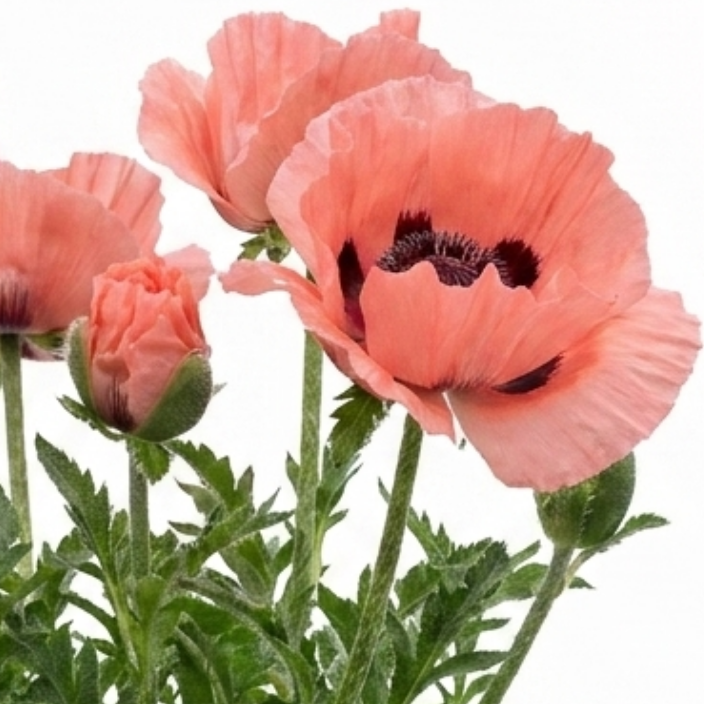 Papaver ‘Waltzing Elisabeth’ — Herbaceous Perennial, Bee-Friendly, 19cm Pot