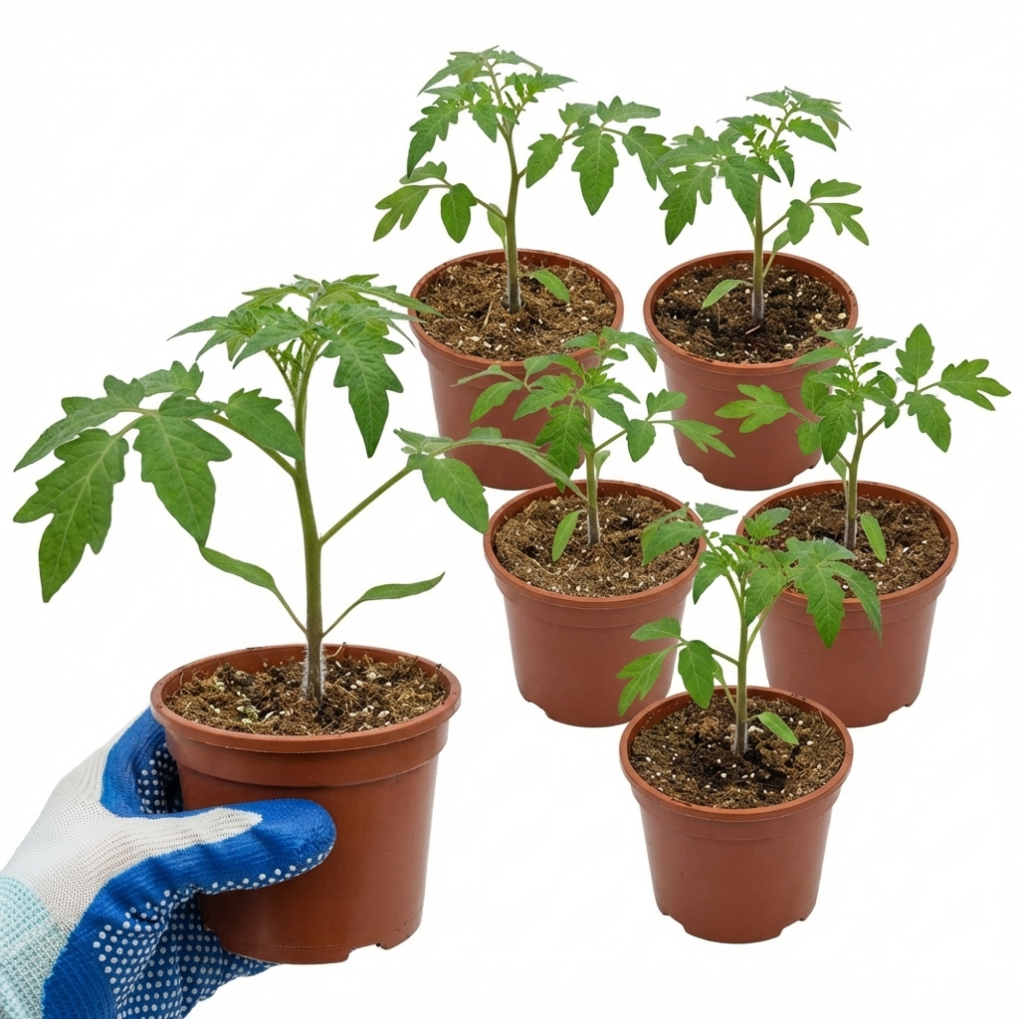 Tomato ‘Growers Selection’ — Fruit Plant / Tender Annual, 10.5cm Pot (Set of 3 or 6)