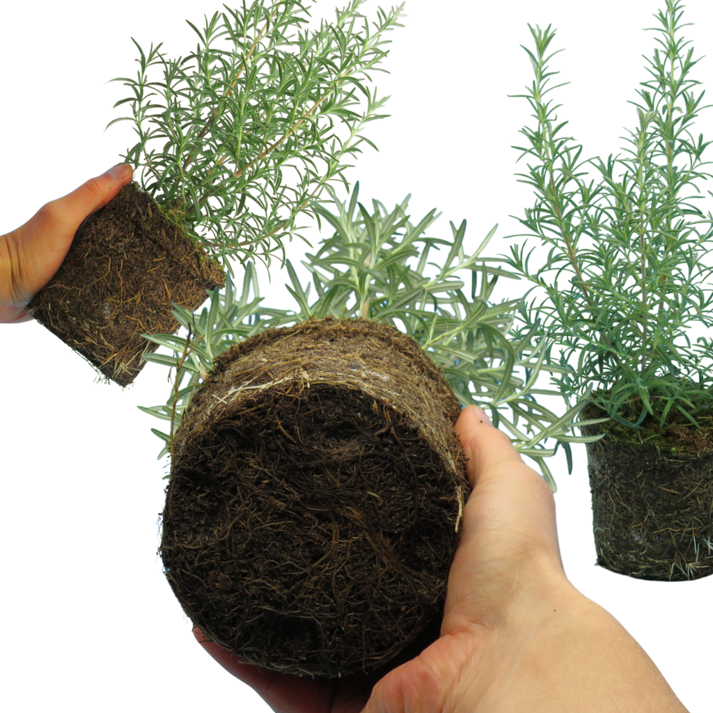 Rosemary 'Growers Mix' — Hardy Evergreen Perennial Herb, Bee-Friendly, 1L Pot (Set of 3 or 6)