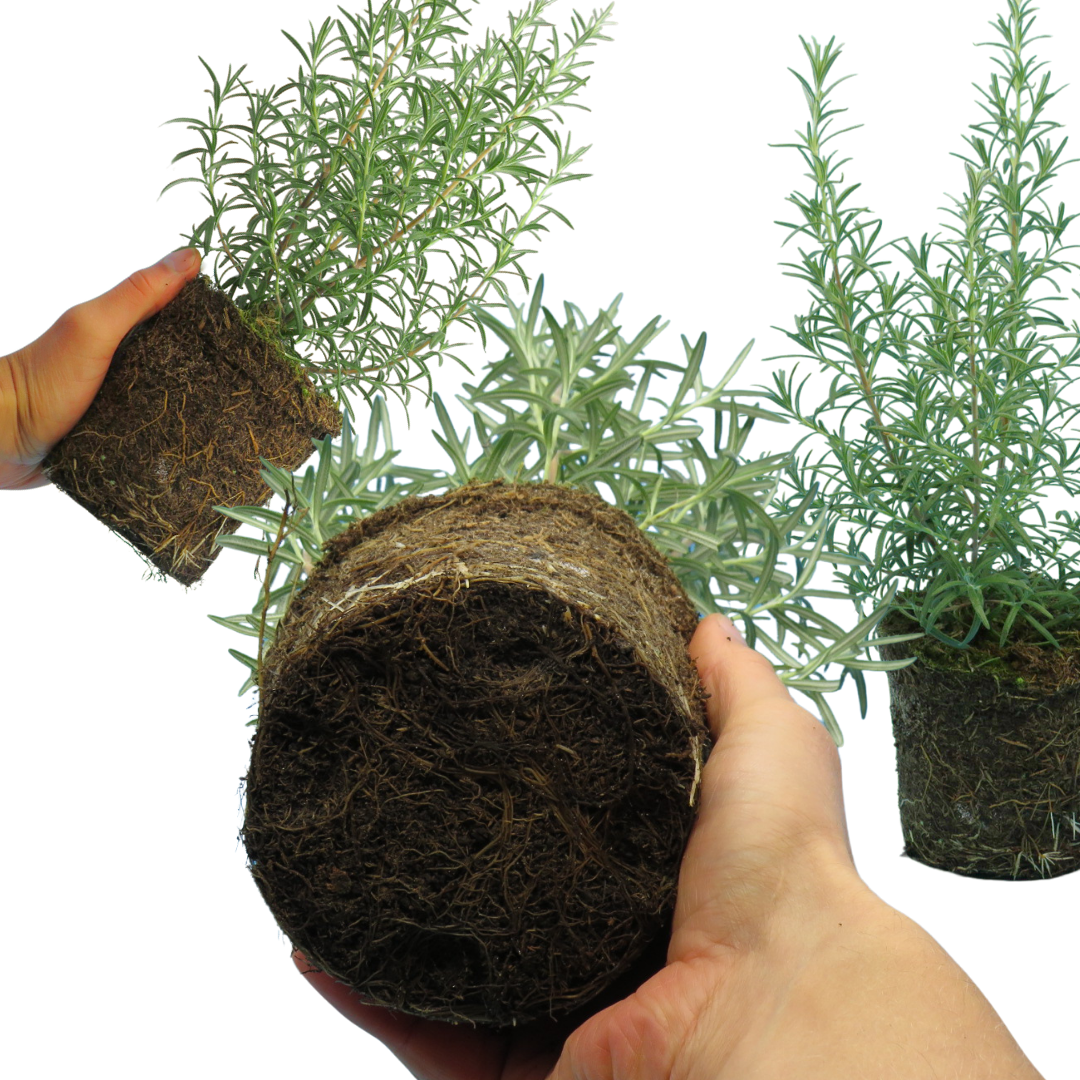 Rosemary 'Growers Mix' — Hardy Evergreen Perennial Herb, Bee-Friendly, 1L Pot (Set of 3 or 6)