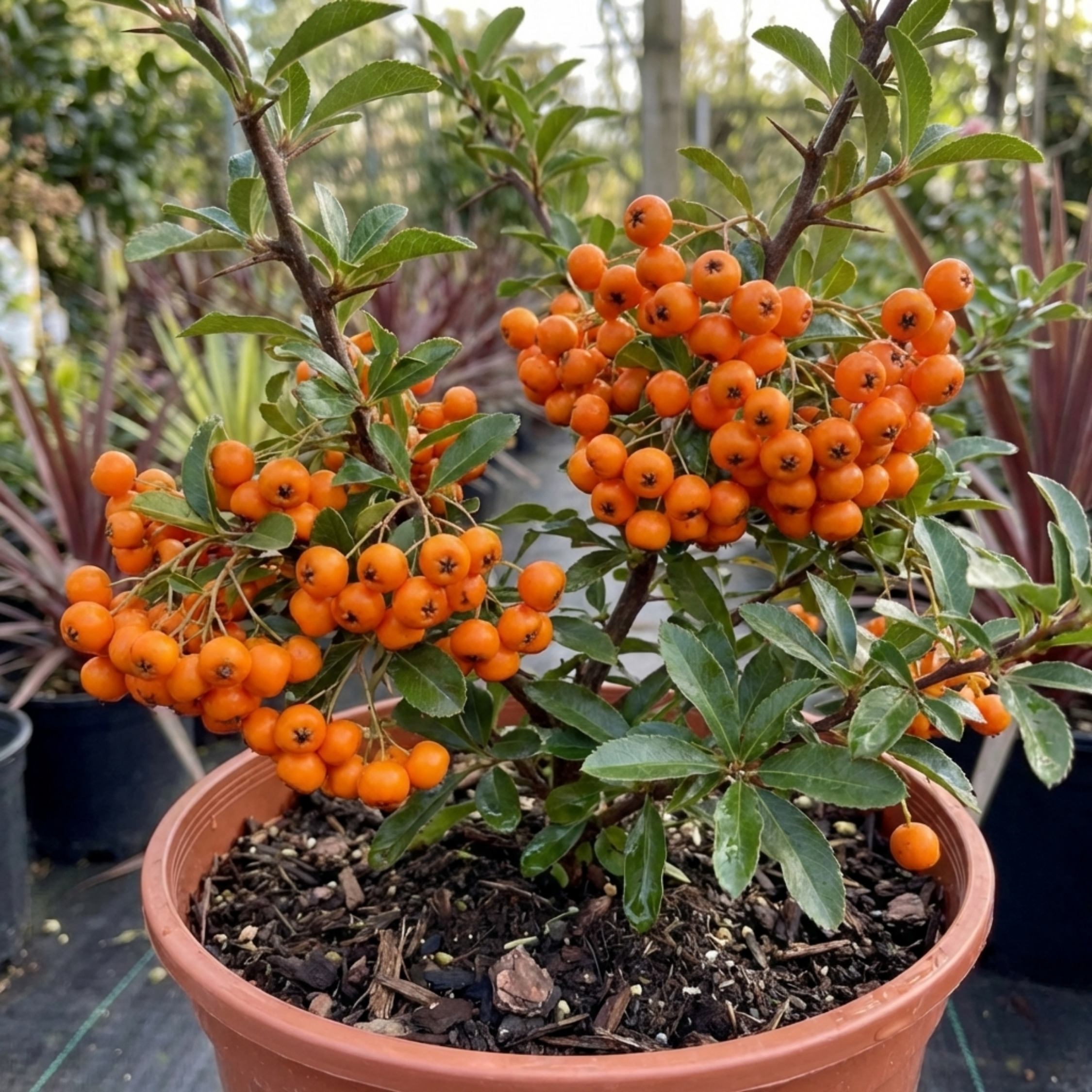 Pyracantha ‘Orange Glow Firethorn’ — Evergreen Shrub, Bee-Friendly, 2L Pot