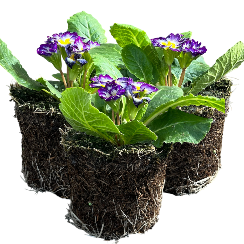 Primrose ‘Blue Bicolour’ — Hardy Perennial, Bee-Friendly, 10.5cm Pot