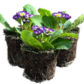 Primrose ‘Blue Bicolour’ — Hardy Perennial, Bee-Friendly, 10.5cm Pot