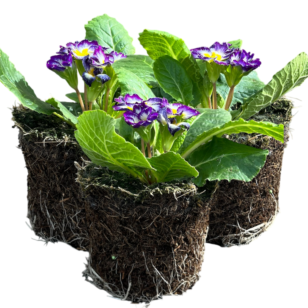 Primrose ‘Blue Bicolour’ — Hardy Perennial, Bee-Friendly, 10.5cm Pot