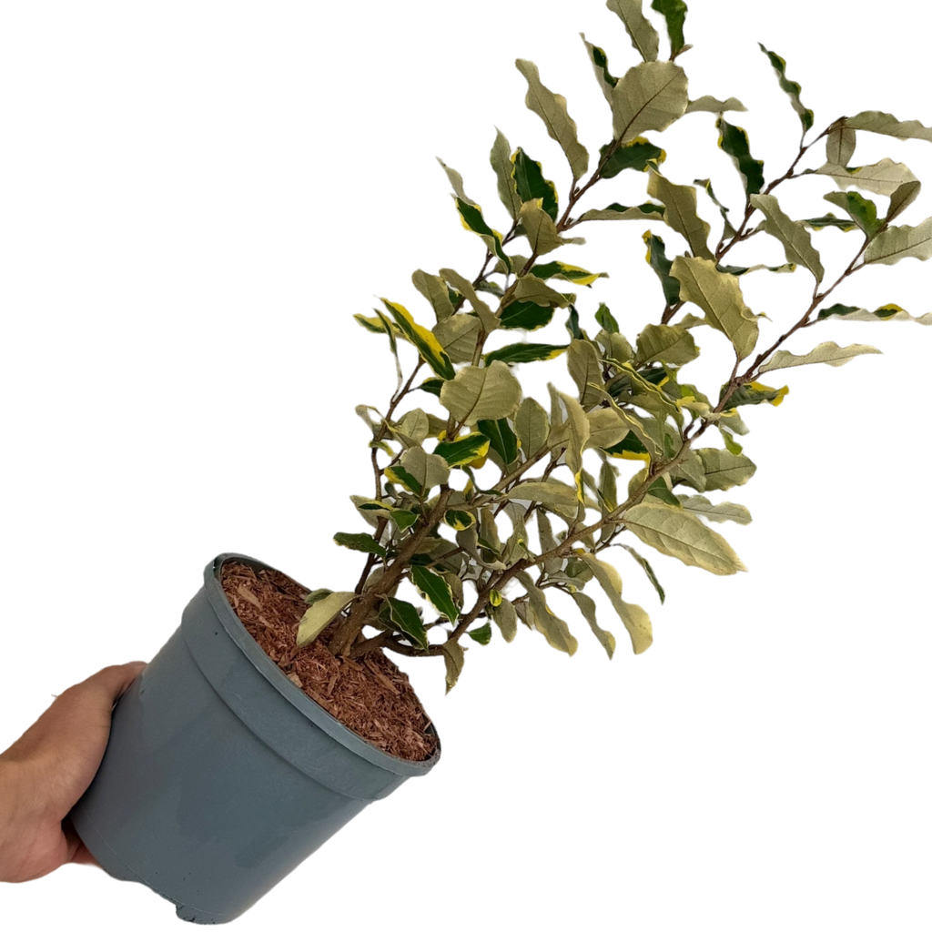 Elaeagnus ‘Viveleg’ — Hardy Perennial, 3L Pot